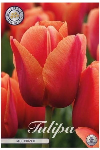 Tulip Darwin Hybride Miss Brandy 7-pakning (NY)